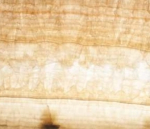 Golden Onyx